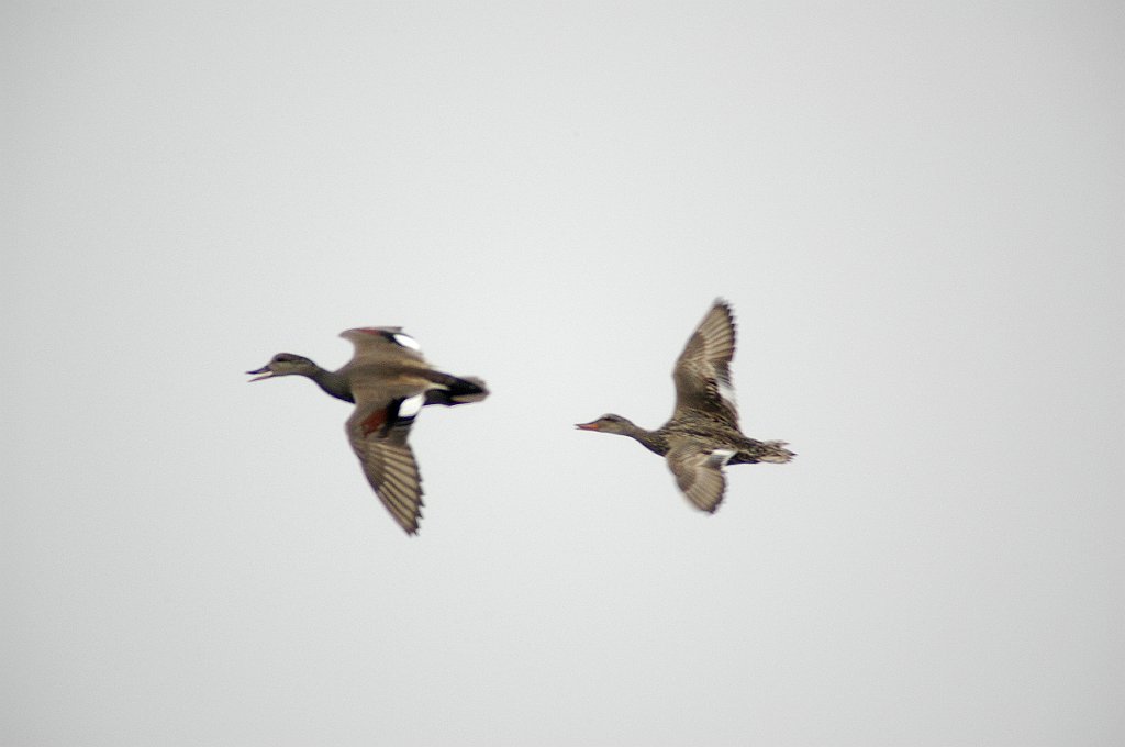 Duck, Gadwall, 2007-05167361 Parker River NWR, MA.JPG - Gadwall. Parker River NWR, MA, 5-16-2007